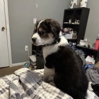 Browns Bridge Animal Hospital ico