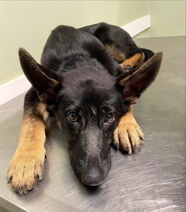 Browns Bridge Animal Hospital Picture 9