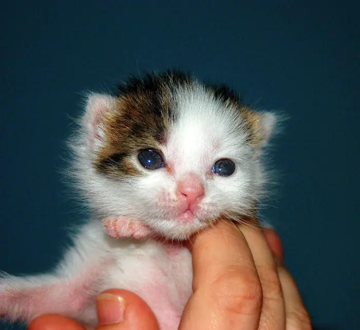 Browns Bridge Animal Hospital Picture 10