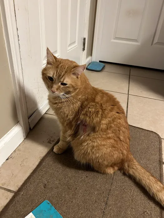 Animal Emergency of Gainesville Picture 5
