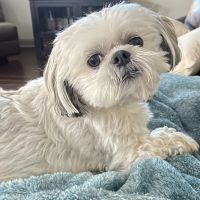 Animal Emergency of Gainesville ico
