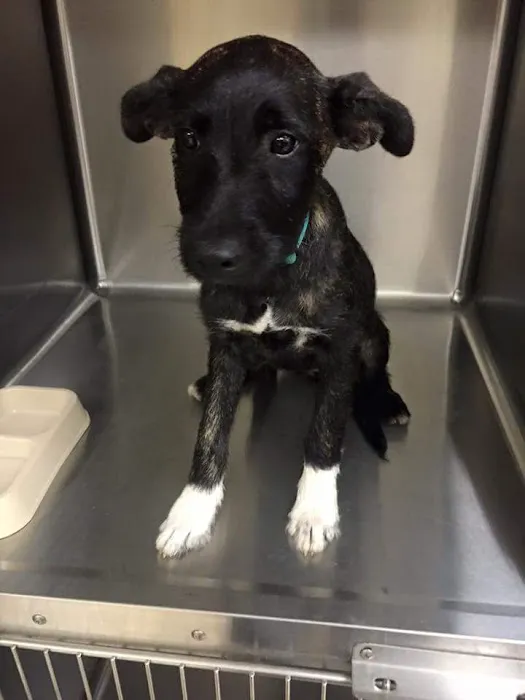 Animal Emergency of Gainesville Picture 10