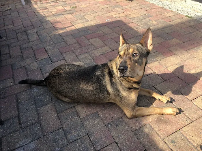 Animal Emergency of Gainesville Picture 6