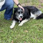Chestnut Mountain Animal Hospital