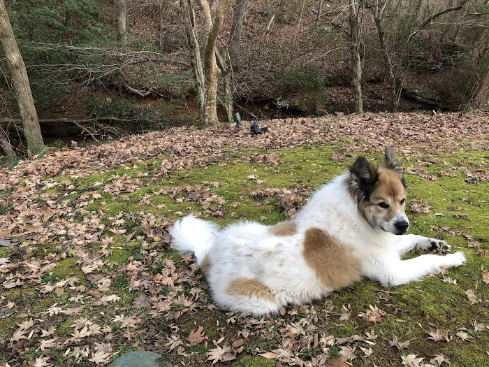Chestnut Mountain Animal Hospital Picture 6