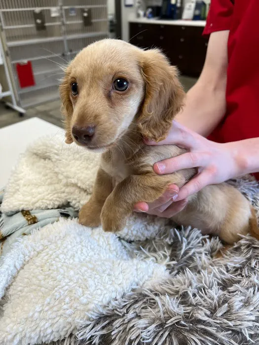 Chestnut Mountain Animal Hospital Picture 7