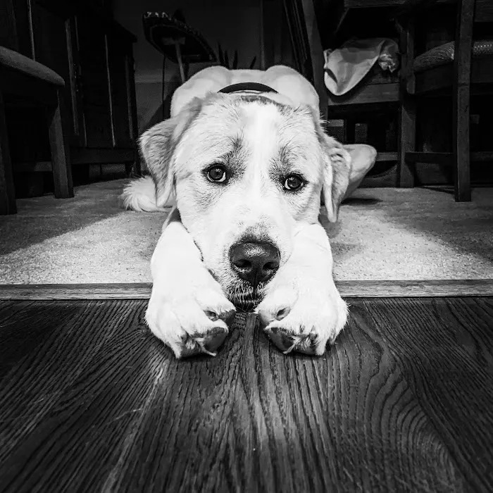 Chestnut Mountain Animal Hospital Picture 8