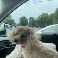 Gainesville Veterinary Hospital ico
