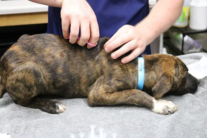 Healthy Pet Clinic at the Humane Society of Northeast Georgia Picture 2