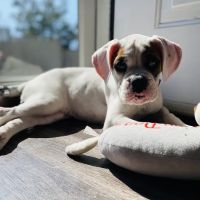 Healthy Pet Clinic at the Humane Society of Northeast Georgia ico