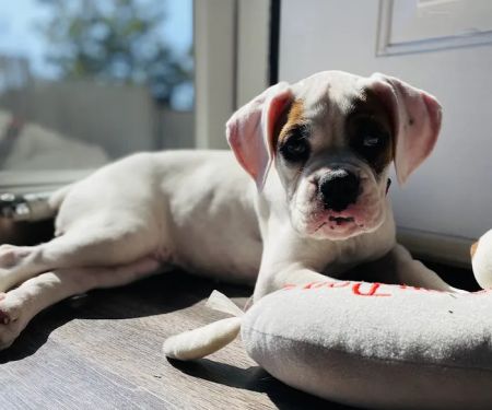 Healthy Pet Clinic at the Humane Society of Northeast Georgia