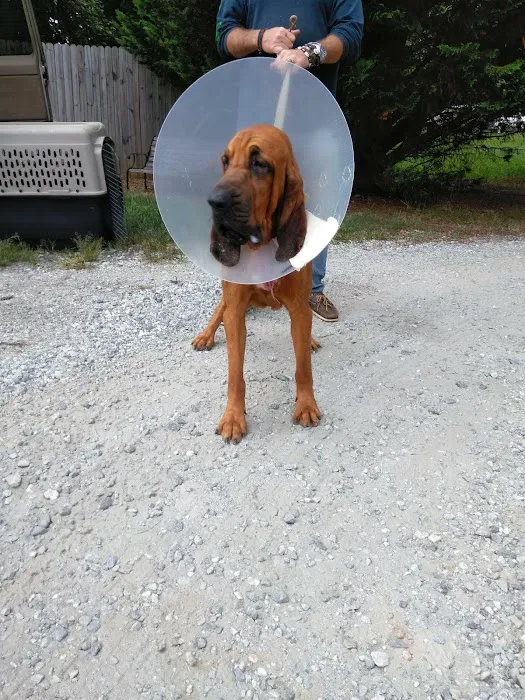 Clermont Veterinary Hospital: Ingle Linda K DVM Picture 2