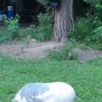 Clermont Veterinary Hospital