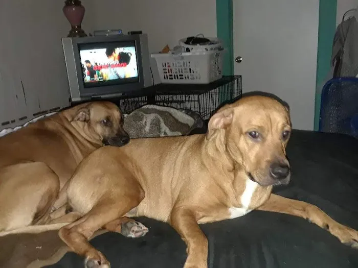 Clermont Veterinary Hospital Picture 8
