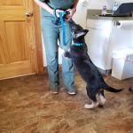 Mt. Yonah Animal Hospital