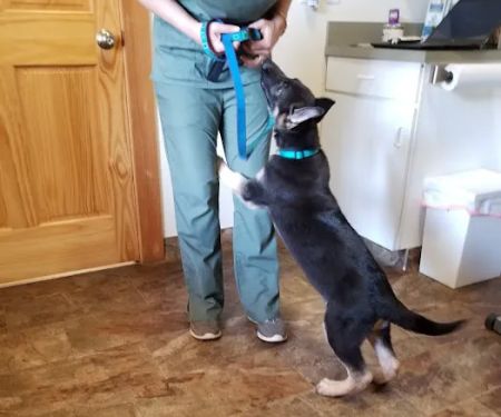 Mt. Yonah Animal Hospital