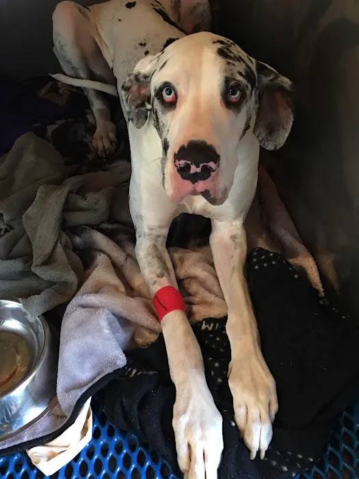 Mt. Yonah Animal Hospital Picture 3
