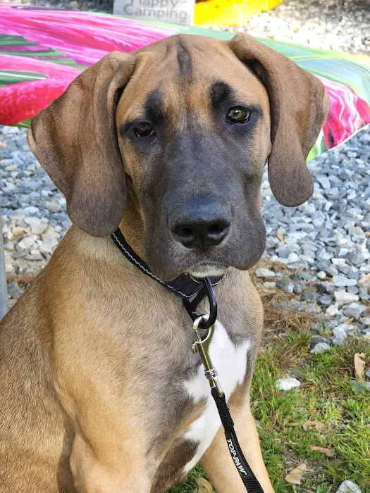 Mt. Yonah Animal Hospital Picture 9