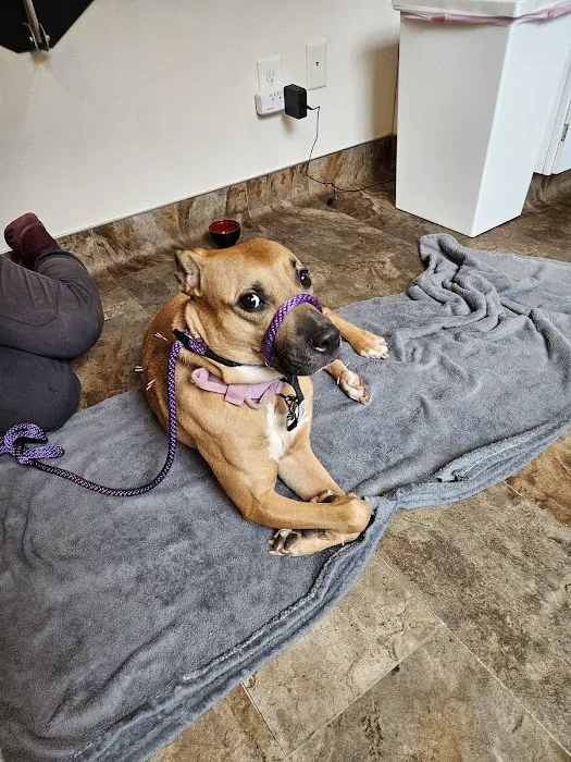 Mt. Yonah Animal Hospital Picture 4