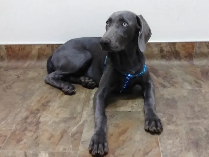 Mt. Yonah Animal Hospital Picture 6