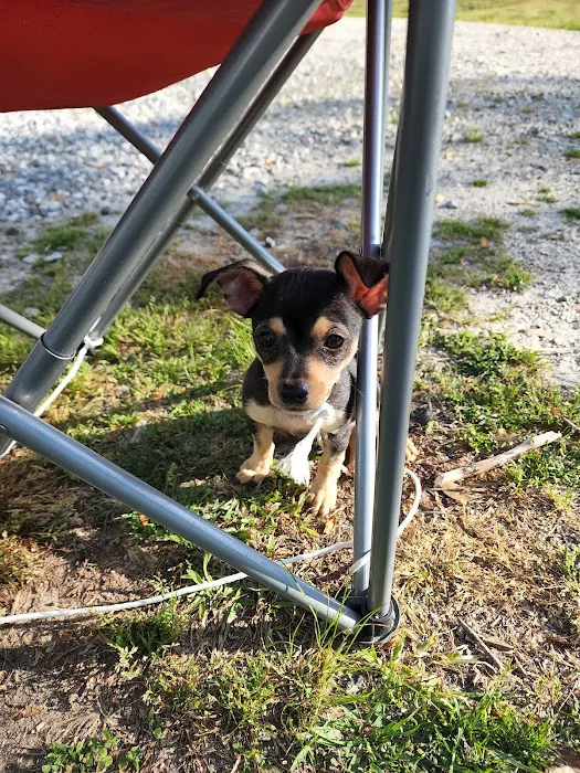 Mt. Yonah Animal Hospital Picture 10