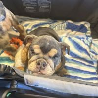 Cleveland Veterinary Hospital ico