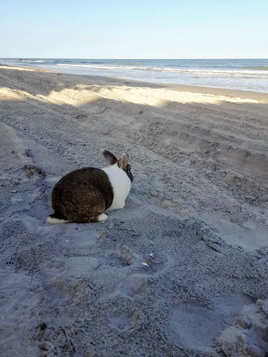 Animal Hospital of North Myrtle Beach Picture 4