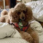 Animal Hospital of North Myrtle Beach