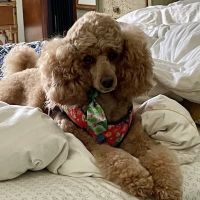 Animal Hospital of North Myrtle Beach ico