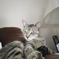 The Love Pet Clinic ico