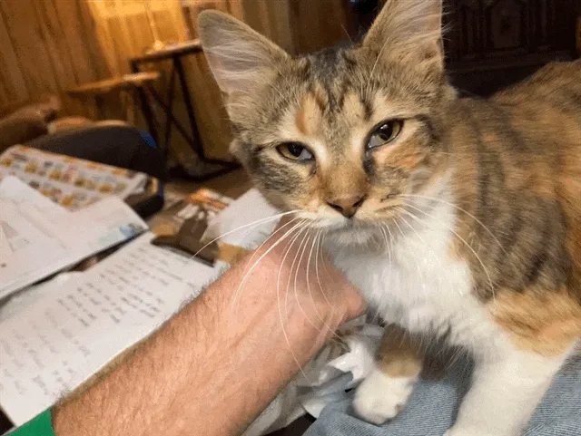 The Love Pet Clinic Picture 5