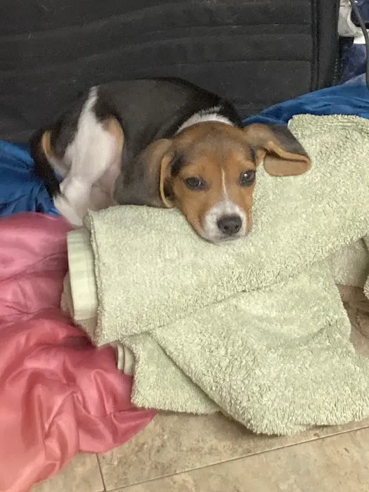 The Love Pet Clinic Picture 4