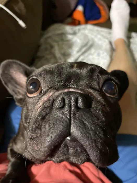 The Love Pet Clinic Picture 7