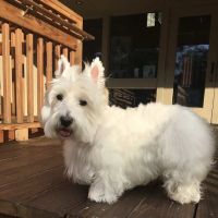 On Point Animal Hospital North ico