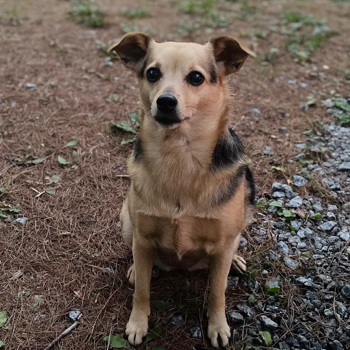 On Point Animal Hospital North Picture 10