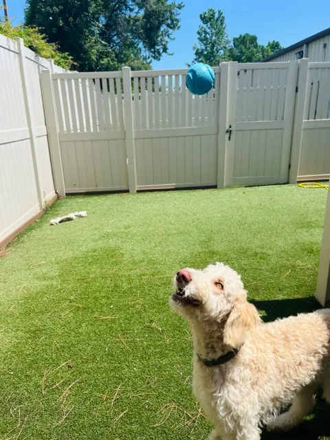 Coastal Veterinary Care Picture 1