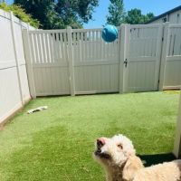 Coastal Veterinary Care ico