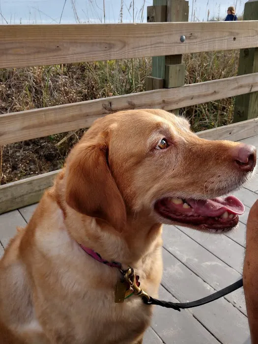 Coastal Veterinary Care Picture 2