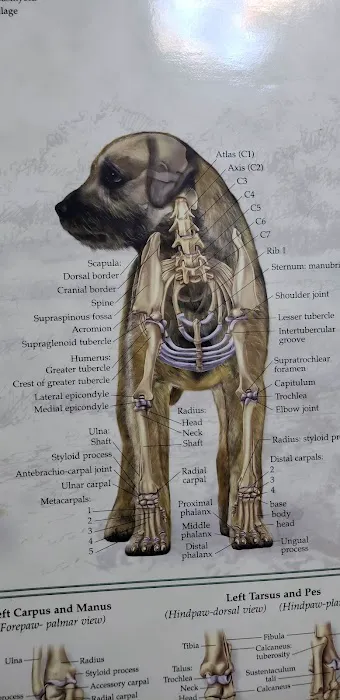 animal hospital of south columbus Picture 4