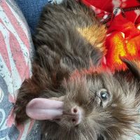 animal hospital of south columbus ico
