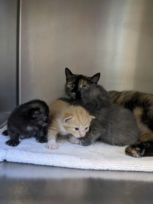 Elizabethtown Veterinary Hospital Picture 3