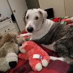 Elizabethtown Veterinary Hospital: Gensel Douglas A DVM
