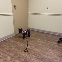 Animal Wellness Center ico