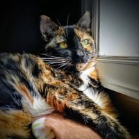 East Kentucky Animal Clinic ico