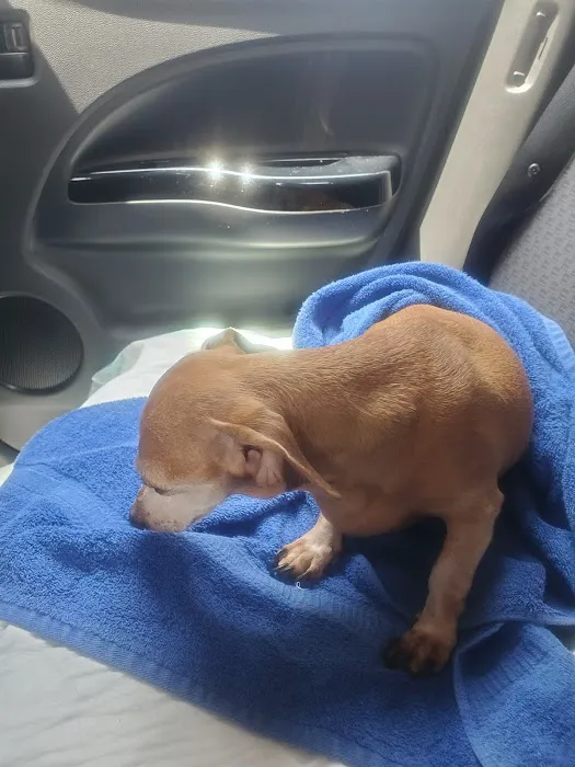 East Kentucky Animal Clinic Picture 4
