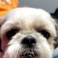 Tussey Shawn K DVM ico