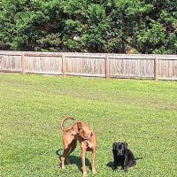 Maryville Animal Hospital ico