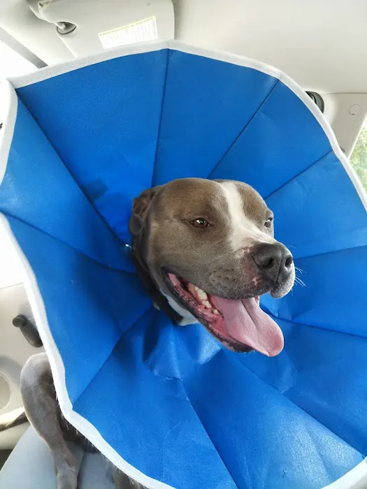 Maryville Animal Hospital Picture 6