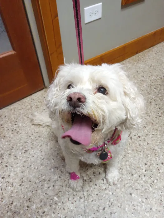 Maryville Small Animal Medical Center Picture 4