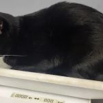 Dunlap Animal Clinic